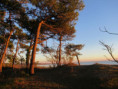 /album/la-palmyre-la-foret-de-la-coubre/img-6862-jpg/