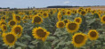 /album/saint-christophe-le-23-juillet-2025/img-20250724-wa0000-jpg/
