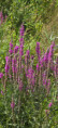 /album/petit-gaillard-le-30-juillet-2025/img-20250731-wa0016-jpg/