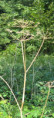 /album/petit-gaillard-le-30-juillet-2025/img-20250731-wa0025-jpg/