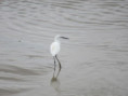 /album/soubise-le-27-aout-2025/img-9944-jpg/