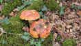 /album/les-essards-le-24-septembre-2025/img-20250926-wa0002-jpg/