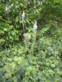 /album/beurlay-le-29-avril-2026/p4290048-jpg/
