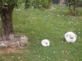 /album/beurlay-le-29-avril-2026/p4290061-jpg/