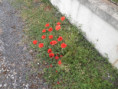 /album/beurlay-le-29-avril-2026/p4290071-jpg/