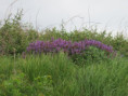 /album/belvedere-le-6-mai-2026/img-3148-jpg/