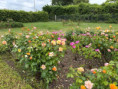 /album/trizay-le-13-mai-2026/img-20260514-wa0034-jpg/