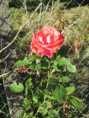 /album/jazennes/img-3568-jpg/