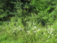 /album/jazennes/img-3584-jpg/