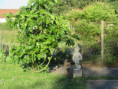/album/jazennes/img-3588-jpg/