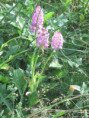 /album/coulon/img-3641-jpg/