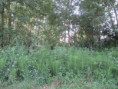 /album/coulon/img-3650-jpg/