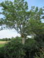 /album/coulon/img-3654-jpg/