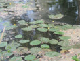 /album/coulon/img-3674-jpg/