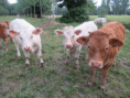 /album/coulon/img-3700-jpg/