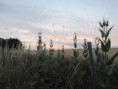 /album/coulon/img-3725-jpg/