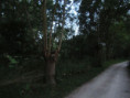 /album/coulon/img-3731-jpg/