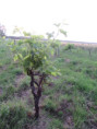 /album/moragne/img-3853-jpg/