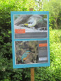 /album/saint-savinien-le-10-juin-2026/img-3916-jpg/