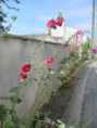 /album/aigrefeuille-le-1er-juillet-2026/img-4276-jpg/