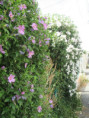 /album/aigrefeuille-le-1er-juillet-2026/img-4277-jpg/