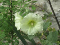 /album/aigrefeuille-le-1er-juillet-2026/img-4283-jpg/