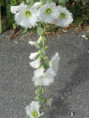 /album/aigrefeuille-le-1er-juillet-2026/img-4284-jpg/