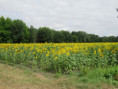 /album/aigrefeuille-le-1er-juillet-2026/img-4286-jpg/