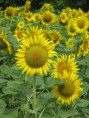 /album/aigrefeuille-le-1er-juillet-2026/img-4287-jpg/
