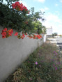 /album/saint-pierre/p7150025-jpg/