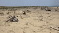/album/la-tremblade-le-15-juillet-2026/img-20260717-wa0002-jpg/