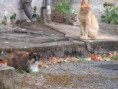 /album/sainte-gemme/img-4563-jpg/