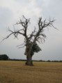 /album/sainte-gemme/img-4571-jpg/