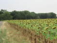 /album/sainte-gemme/img-4574-jpg/