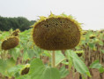 /album/sainte-gemme/img-4575-jpg/