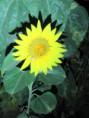/album/sainte-gemme/img-4655-jpg/
