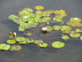 /album/29-juillet-2026-la-roche-courbon/img-4781-jpg/