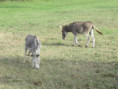 /album/sablanceaux/img-5087-jpg/