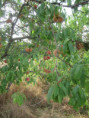 /album/sablanceaux/img-5097-jpg/