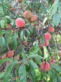 /album/sablanceaux/img-5098-jpg/