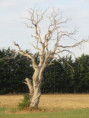 /album/sablanceaux/img-5099-jpg/