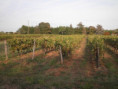 /album/saint-saturnin/pa030005-jpg/